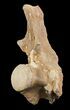 Mosasaur (Platecarpus) Dorsal Vertebrae - Kansas #48774-3